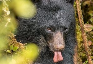 lengua recortado